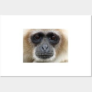 White Handed Gibbon Posters and Art